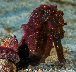 Hairy Seahorse!!! by George Touliatos 